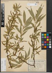 Foto von Salix alba L. x Salix fragilis L.